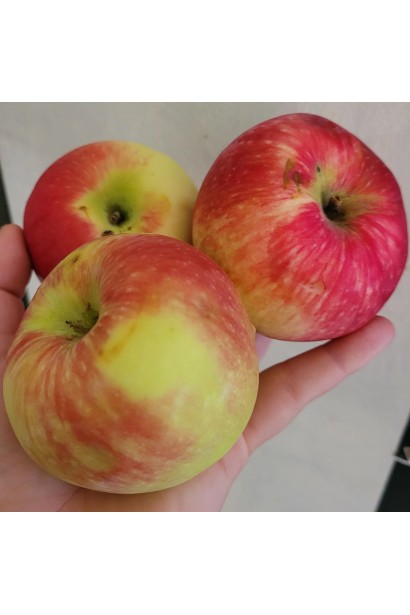 Яблуня домашня Мельба цвітіння